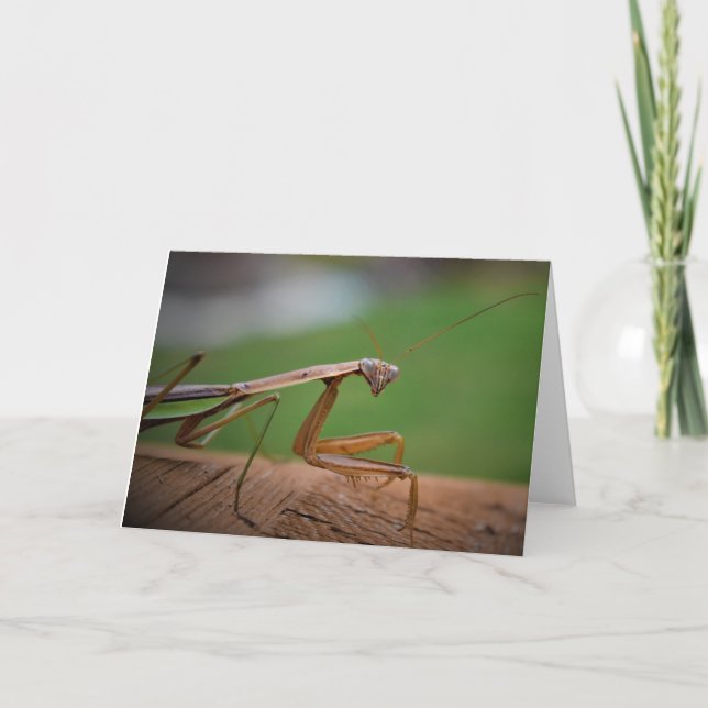 Praying Mantis, card (Front)