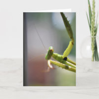 Praying Mantis, card