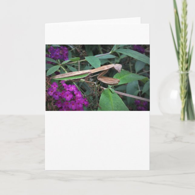 Praying Mantis, card (Front)