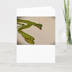 Praying Mantis, card