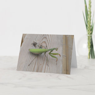 Praying Mantis Card