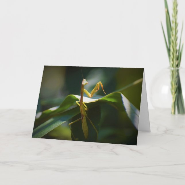 Praying Mantis, card (Front)