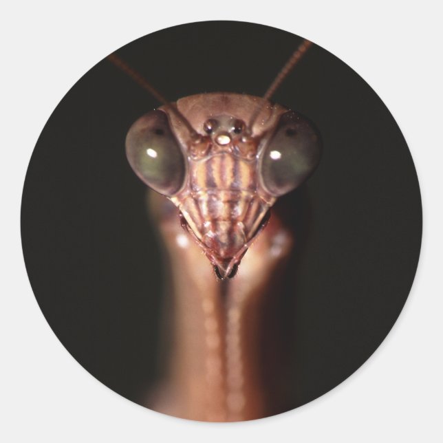 praying mantis classic round sticker (Front)