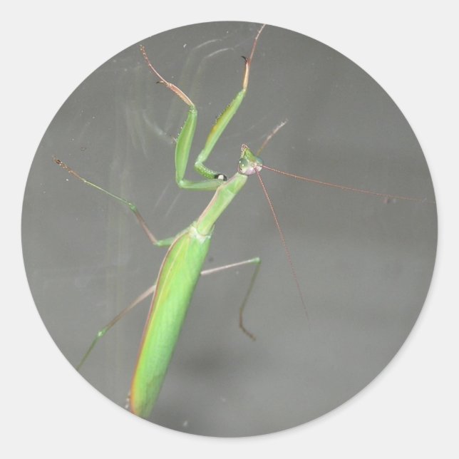 Praying Mantis Classic Round Sticker (Front)