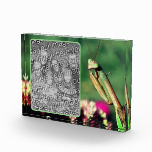 Praying Mantis Create Your Own Photo Block