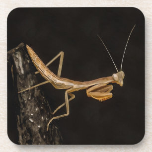 Praying Mantis Cute And Creepy Insect Art Coaster