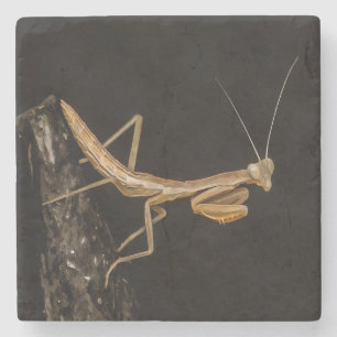 Praying Mantis Cute And Creepy Insect Art Stone Coaster