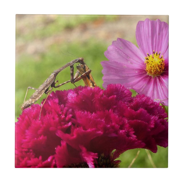 Praying Mantis Dining on a Moth Tile (Front)