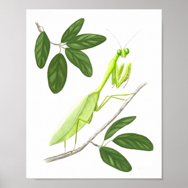 Praying Mantis Fine Art Print (Front)