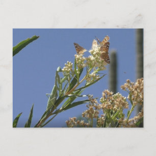 Praying Mantis Hunting Butterflies Postcard