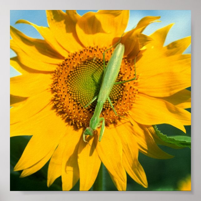 Praying Mantis in Sunflower Poster (Front)