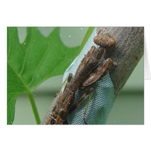 Praying Mantis Insect