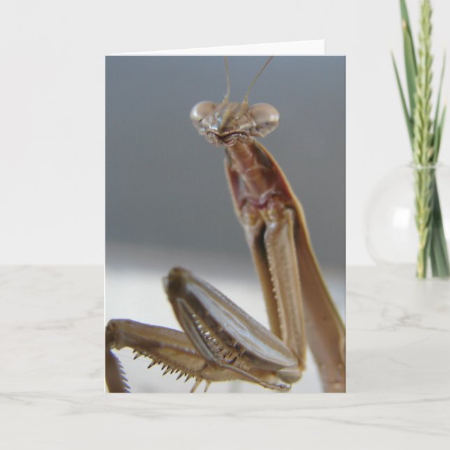 Praying Mantis Insect Card (Front)