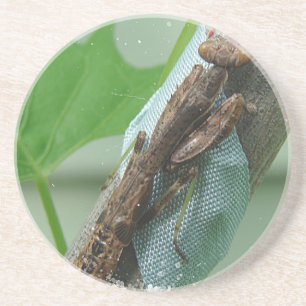 Praying Mantis Insect Coaster