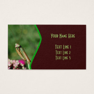 Praying Mantis Insect Nature