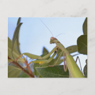 Praying Mantis Insect Postcard