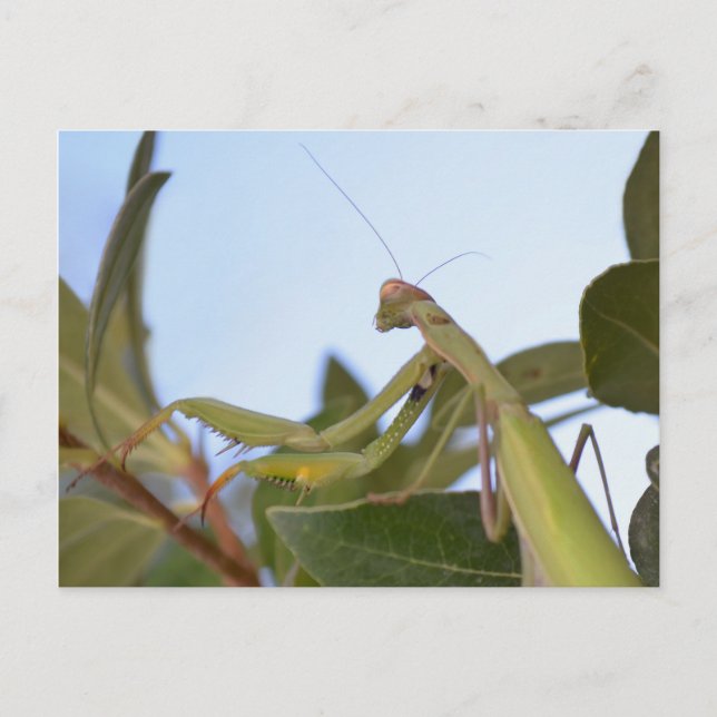 Praying Mantis Insect Postcard (Front)