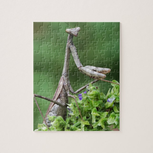 praying mantis jigsaw puzzle (Vertical)