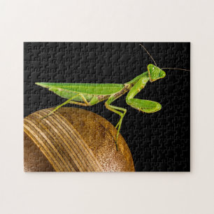 Praying Mantis Macro Jigsaw Puzzle