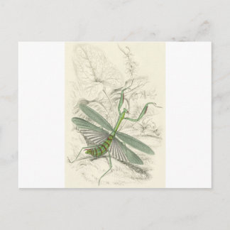 Praying Mantis, Mantis Religiosa Postcard