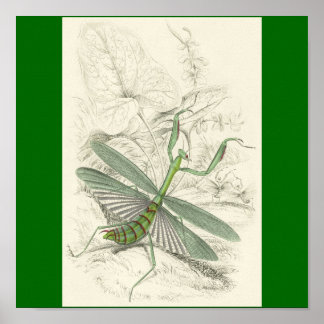 Praying Mantis, Mantis Religiosa Poster