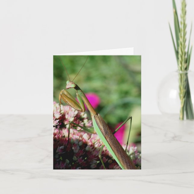 Praying Mantis Nature Photography Note Card (Front)