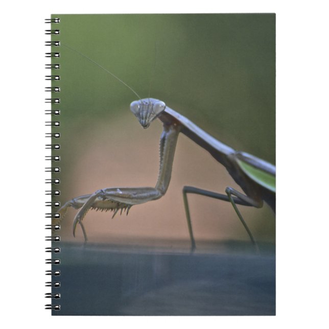 Praying Mantis Notebook (Front)