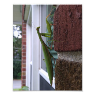 Praying Mantis on Brick Wall Photo Print