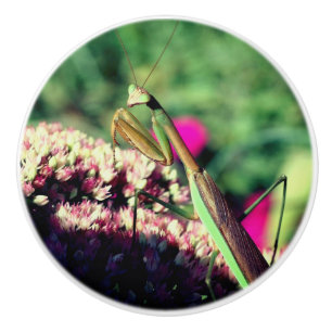 Praying Mantis On Sedum Flower Ceramic Knob