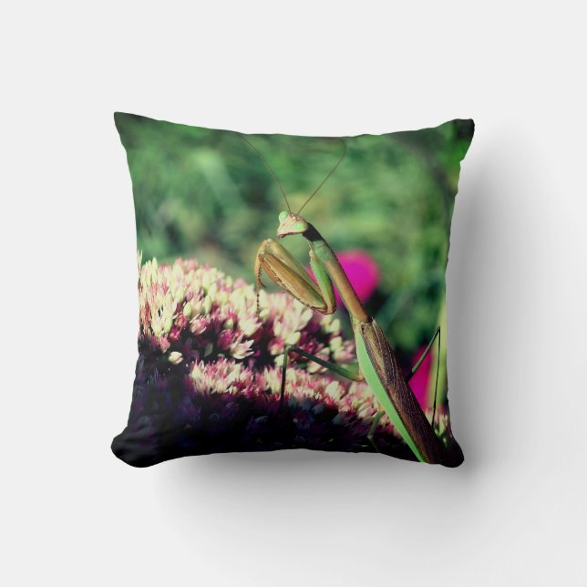 Praying Mantis On Sedum Flower Close Up  Cushion (Front)