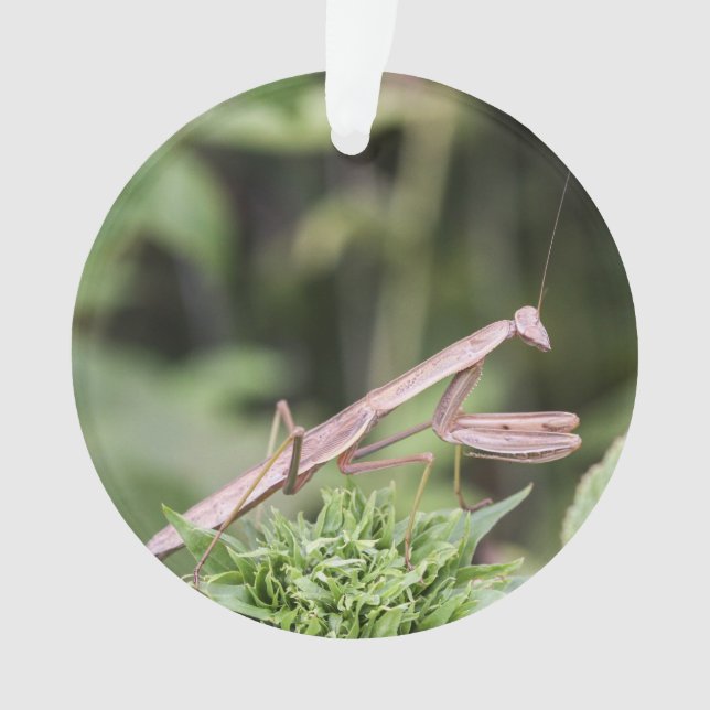 Praying Mantis Ornament (Front)