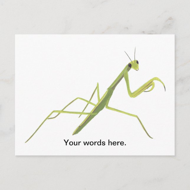 Praying Mantis Painting Custom Postcards (Front)