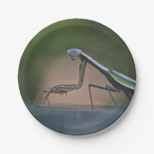Praying Mantis Paper Plate