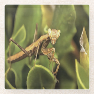 Praying Mantis Portrait Insect Art  Glass Coaster