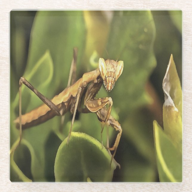 Praying Mantis Portrait Insect Art  Glass Coaster (Front)