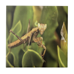 Praying Mantis Portrait Insect Art  Tile