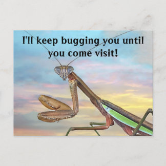 Praying Mantis Post Card