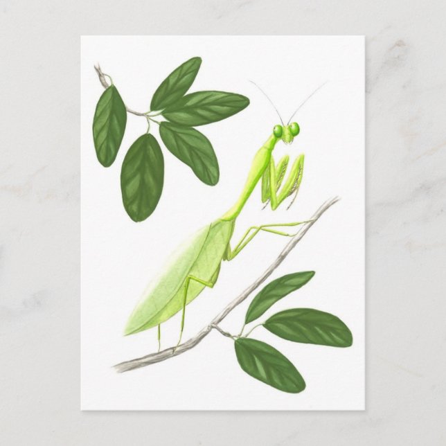 Praying Mantis Postcard (Front)