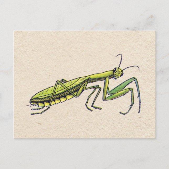 Praying Mantis Postcard (Front)