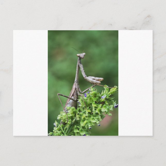 praying mantis postcard (Front)