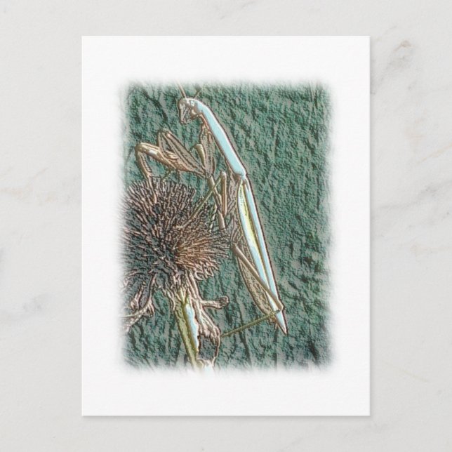 Praying Mantis Postcard (Front)