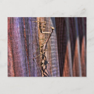 Praying Mantis Postcard