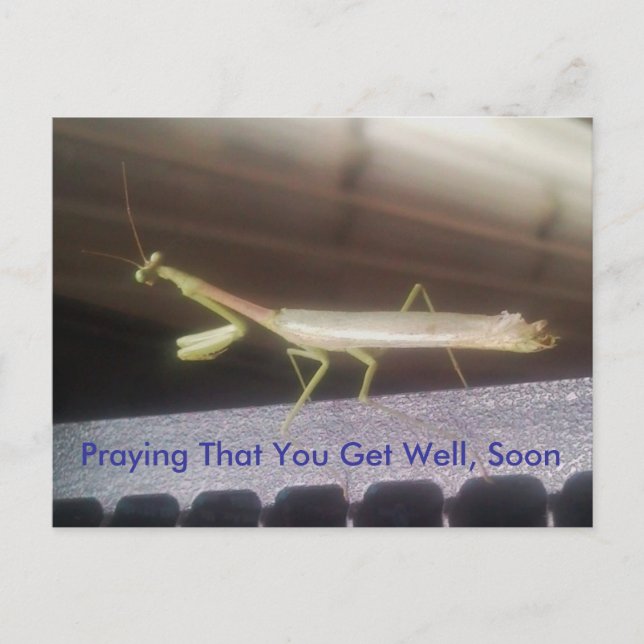 Praying Mantis Postcard (Front)
