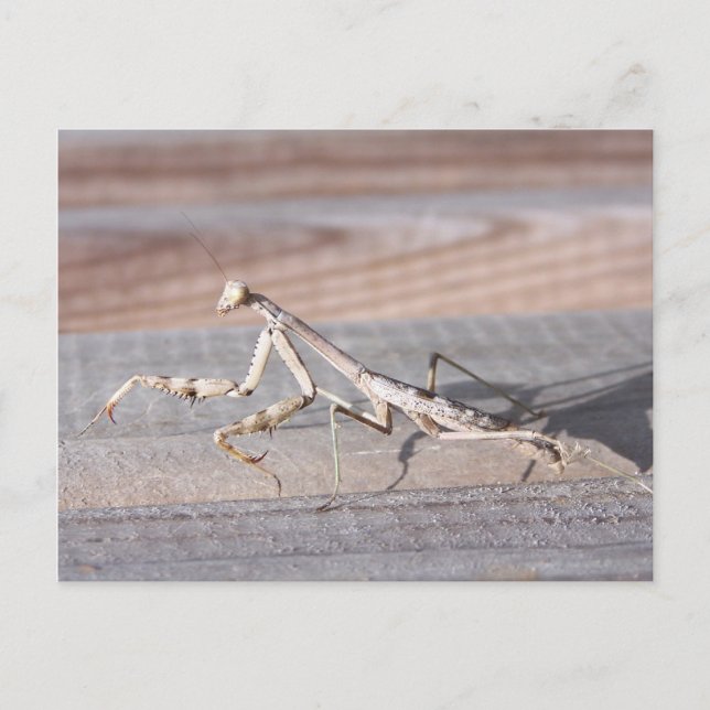 Praying Mantis Postcard (Front)
