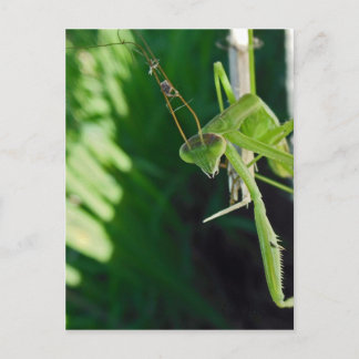 Praying Mantis Postcard
