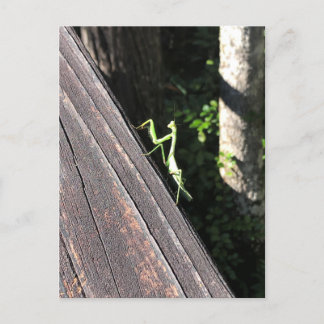 Praying Mantis Postcard