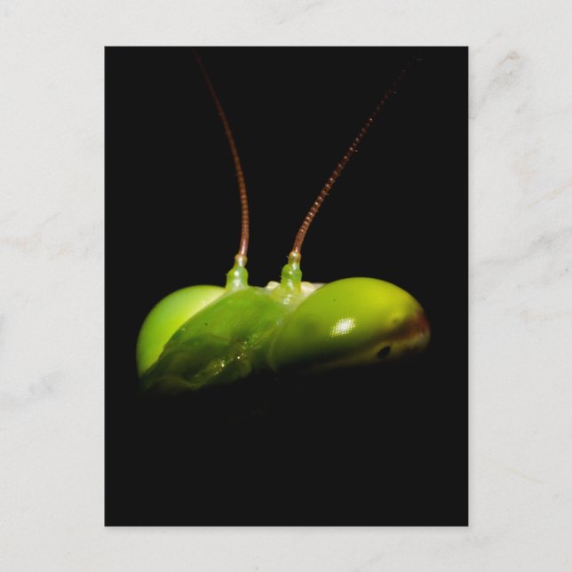 Praying mantis postcard (Front)