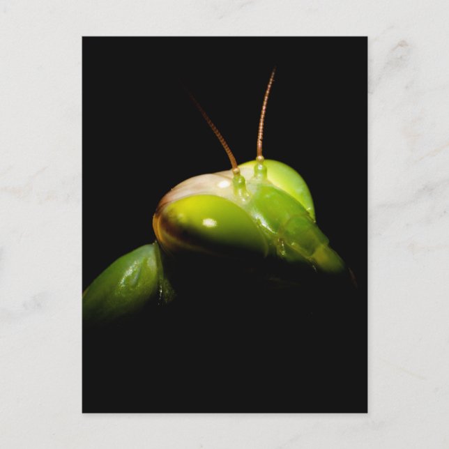 Praying mantis postcard (Front)