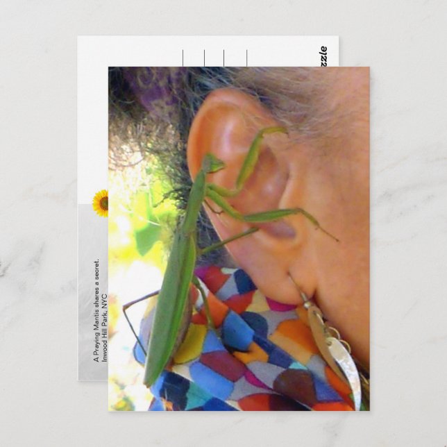 Praying Mantis shares a secret  - V postcard (Front/Back)
