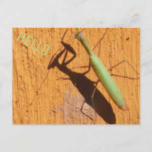 Praying Mantis Silhouette Postcard